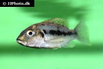konia eisentrauti konia eisentrauti
