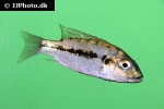 konia eisentrauti konia eisentrauti