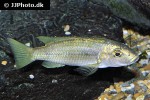 konia eisentrauti konia eisentrauti