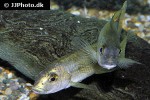 konia eisentrauti konia eisentrauti