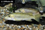 konia eisentrauti konia eisentrauti