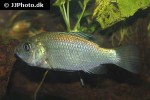 sarotherodon linnellii sarotherodon linnellii