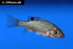 sarotherodon linnellii sarotherodon linnellii