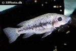 sarotherodon lohbergeri sarotherodon lohbergeri