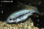 sarotherodon lohbergeri sarotherodon lohbergeri