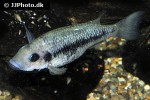 sarotherodon lohbergeri sarotherodon lohbergeri