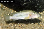 stomatepia mariae stomatepia mariae
