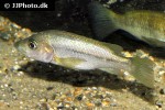 stomatepia mariae stomatepia mariae