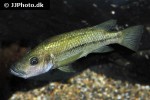 stomatepia mariae stomatepia mariae