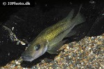 stomatepia mariae stomatepia mariae