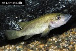 stomatepia mariae stomatepia mariae