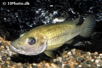 stomatepia mariae stomatepia mariae