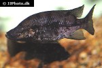 stomatepia pindu stomatepia pindu