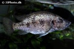 stomatepia pindu stomatepia pindu