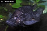 stomatepia pindu stomatepia pindu