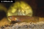 aphyosemion australe aphyosemion australe