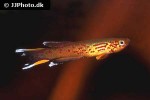aphyosemion australe aphyosemion australe