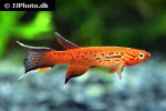 aphyosemion australe aphyosemion australe