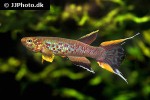 aphyosemion australe aphyosemion australe