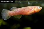 aphyosemion australe aphyosemion australe