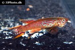 aphyosemion australe aphyosemion australe