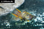 aphyosemion australe aphyosemion australe