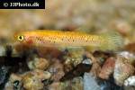 aphyosemion australe gold aphyosemion australe gold
