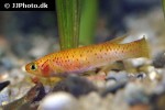 aphyosemion australe gold aphyosemion australe gold