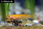 aphyosemion australe gold aphyosemion australe gold