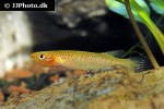 aphyosemion australe gold aphyosemion australe gold