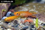 aphyosemion australe gold aphyosemion australe gold