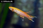 aphyosemion australe gold aphyosemion australe gold