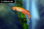 aphyosemion australe gold aphyosemion australe gold