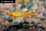 aphyosemion australe gold aphyosemion australe gold