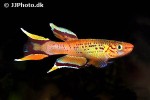aphyosemion australe gold aphyosemion australe gold