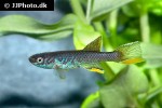 aphyosemion batesii aphyosemion batesii