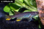 aphyosemion batesii aphyosemion batesii