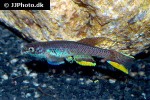 aphyosemion batesii aphyosemion batesii