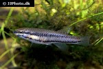 aphyosemion bitaeniatum aphyosemion bitaeniatum