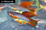 aphyosemion bitaeniatum aphyosemion bitaeniatum
