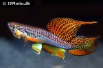 aphyosemion bitaeniatum aphyosemion bitaeniatum