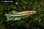 aphyosemion bitaeniatum aphyosemion bitaeniatum