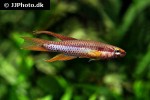 aphyosemion bitaeniatum aphyosemion bitaeniatum