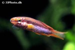 aphyosemion bitaeniatum aphyosemion bitaeniatum