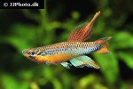 aphyosemion bitaeniatum aphyosemion bitaeniatum