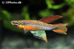 aphyosemion bitaeniatum aphyosemion bitaeniatum