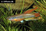 aphyosemion bitaeniatum aphyosemion bitaeniatum