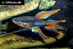 aphyosemion bitaeniatum aphyosemion bitaeniatum