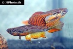 aphyosemion bitaeniatum aphyosemion bitaeniatum