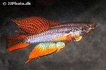 aphyosemion bitaeniatum aphyosemion bitaeniatum